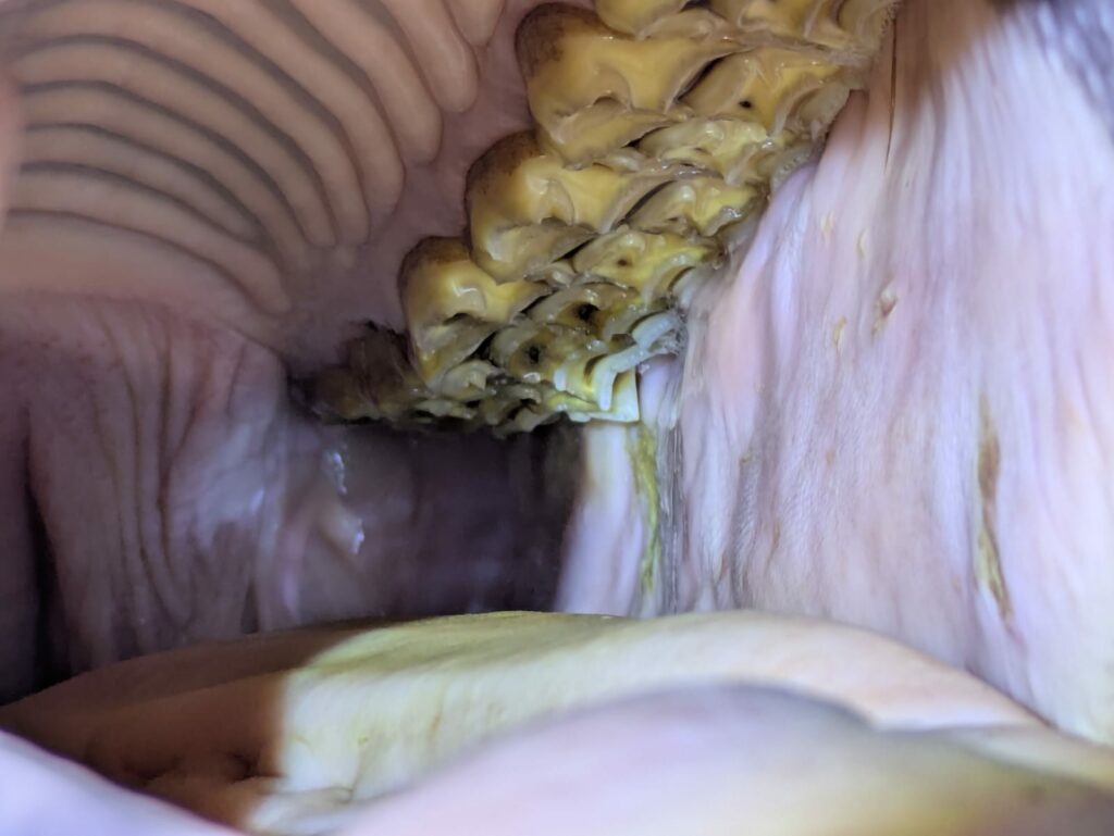 Imagen intraoral de caballo con úlceras causadas por picos de esmalte tratadas por veterinario dental equino en Sevilla.