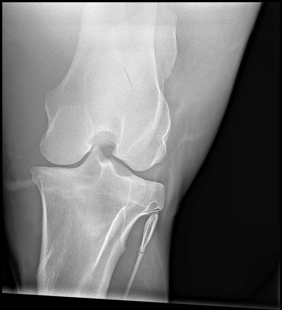 Radiografía de la articulación de la babilla de un caballo realizada durante un diagnóstico ortopédico en Sevilla.