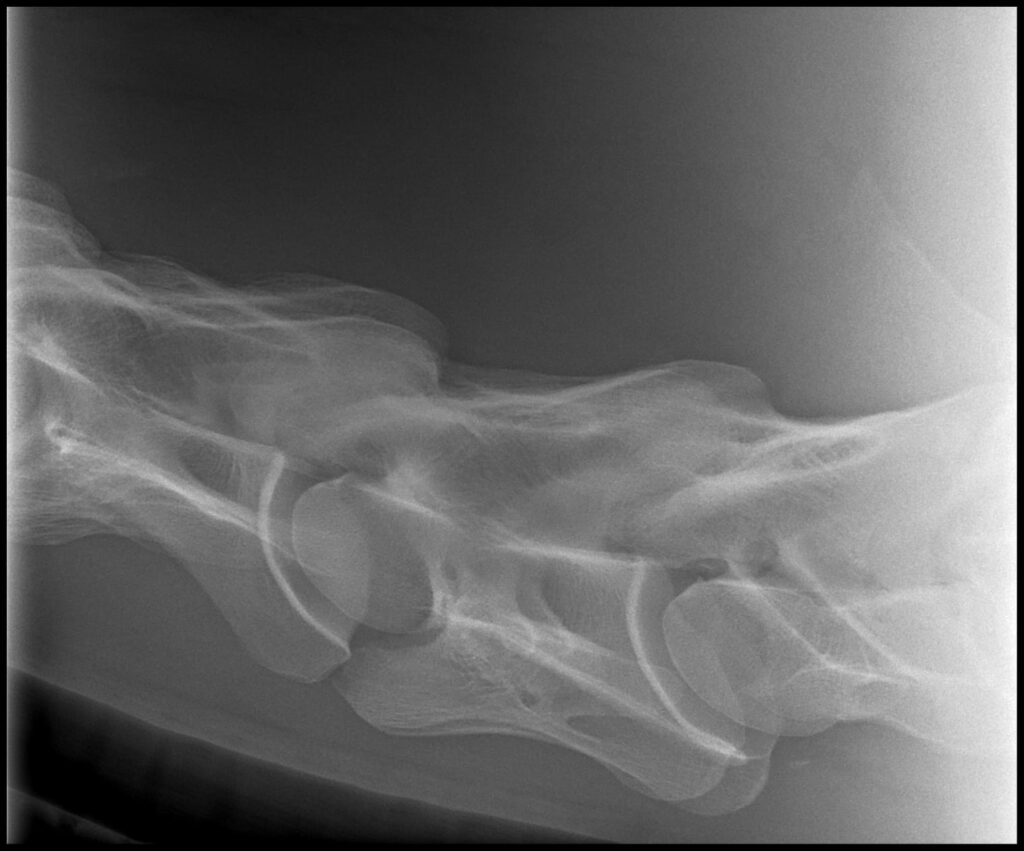Radiografía del cuello de un caballo utilizada en el diagnóstico de ataxia y alteraciones neuromusculares en Sevilla.